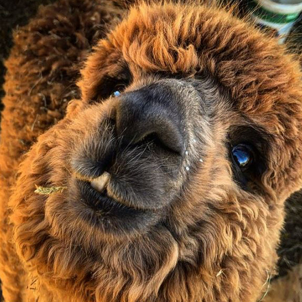 alpaca vicenza fattoria didattica
