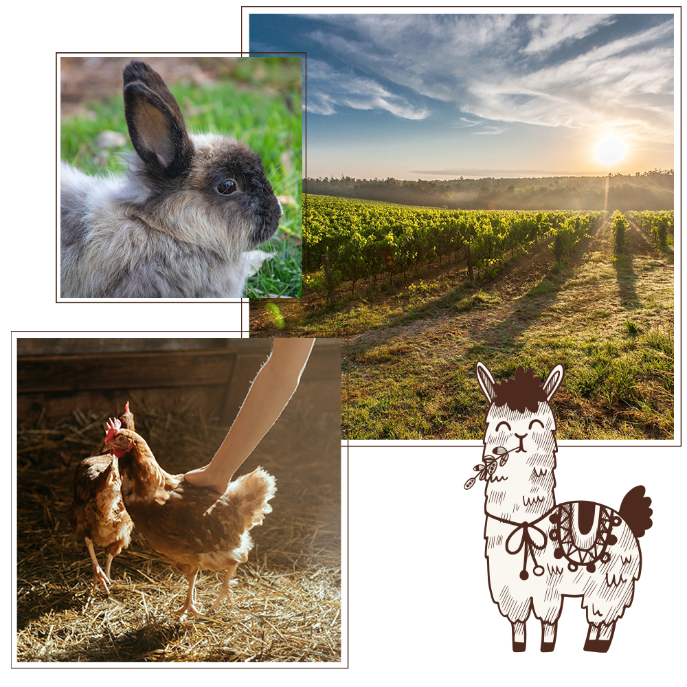 alpaca vicenza fattoria didattica galline conigli