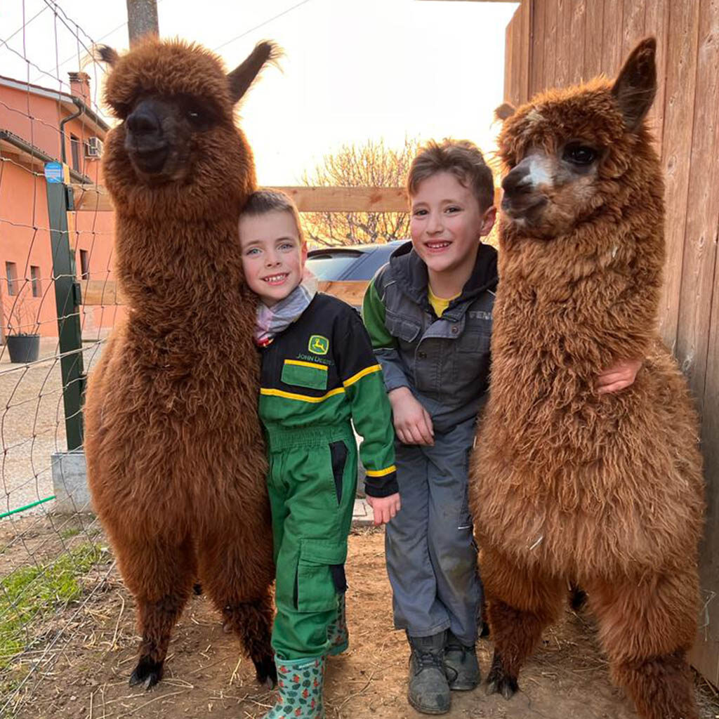 settimane verdi alpaca vicenza estate fattoria