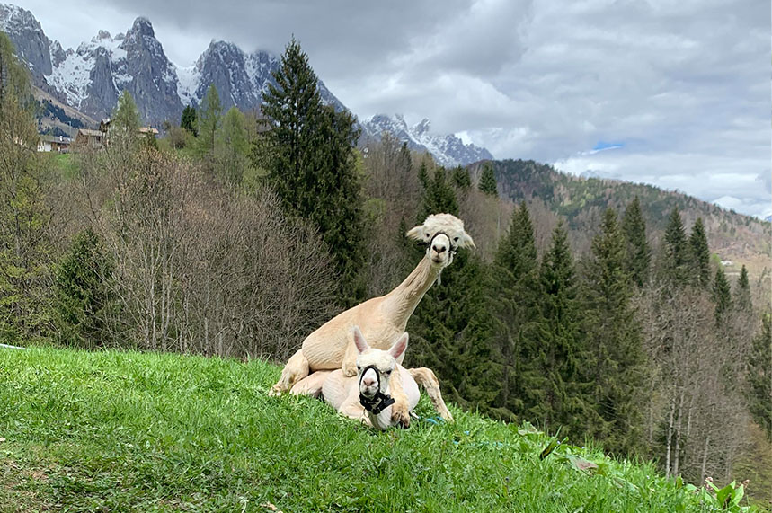 alpaca servizio monta alpaca italiani