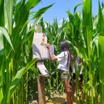 Scopri il Labirinto di Mais 4.0: dove l’agricoltura incontra l’innovazione
