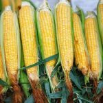 Regolamento 🌽 Labirinto di Mais & Gara della Raccolta